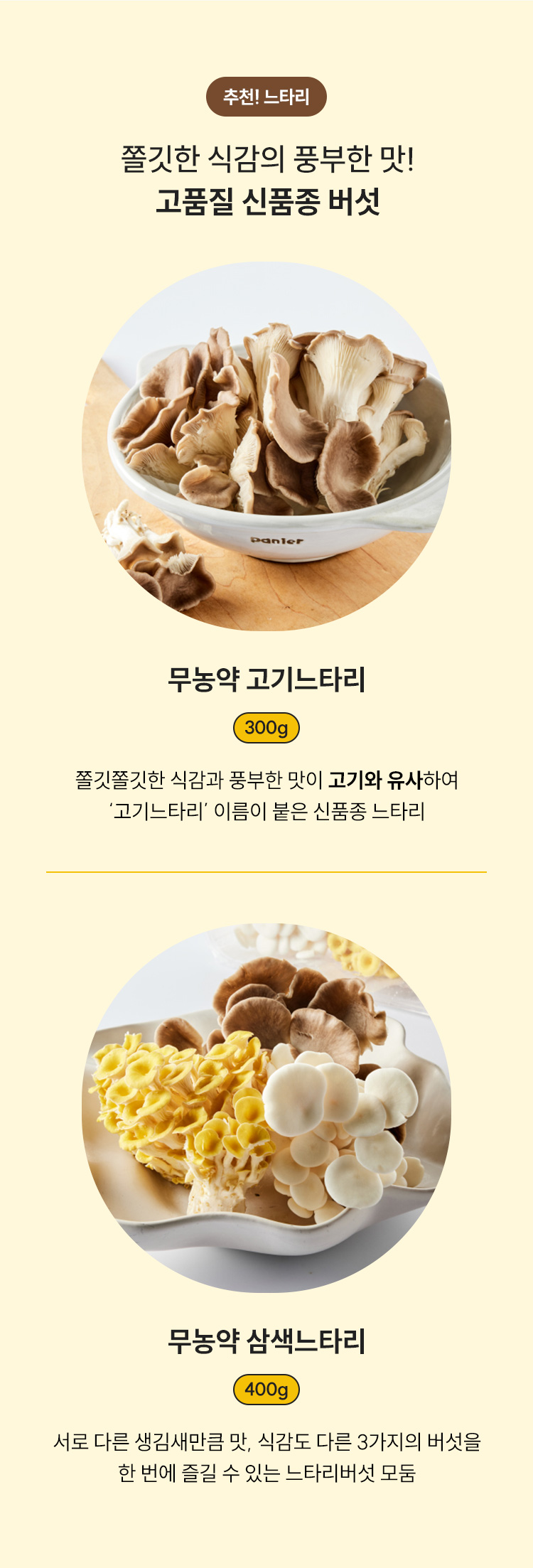 추천! 느타리 쫄깃한 식감의 풍부한 맛! 고품질 신품종 버섯