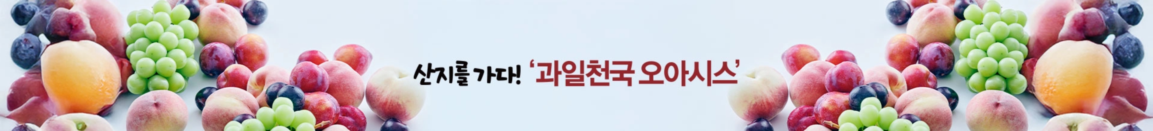 산지를 가다! 과일천국 오아시스